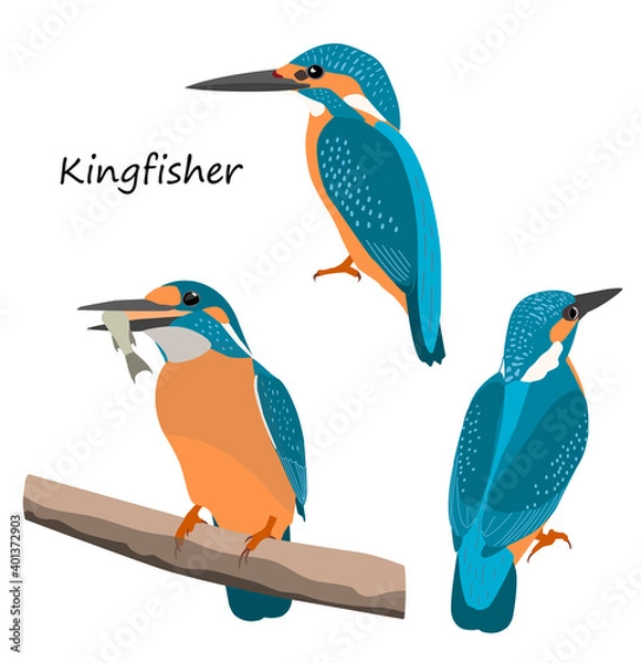 Fototapeta Common kingfisher isolated on white background. Vector illustration set.