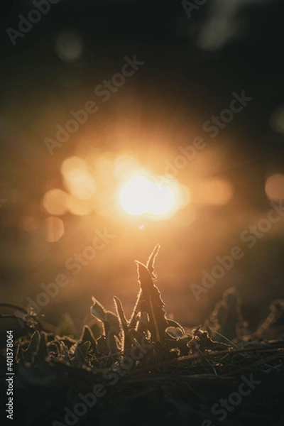 Obraz Plantas y puesta de sol.