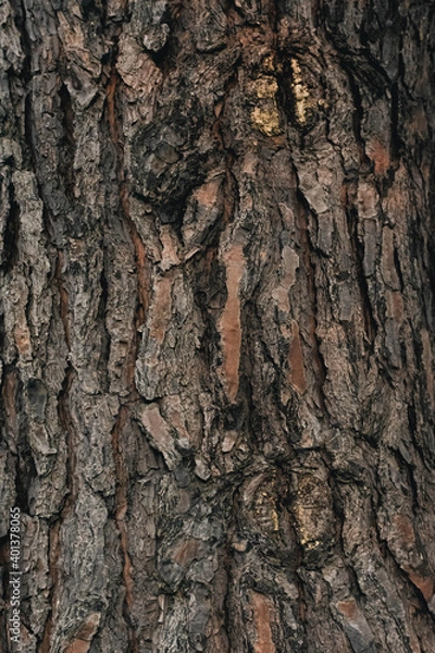 Fototapeta Tronco de arbol marron texturas