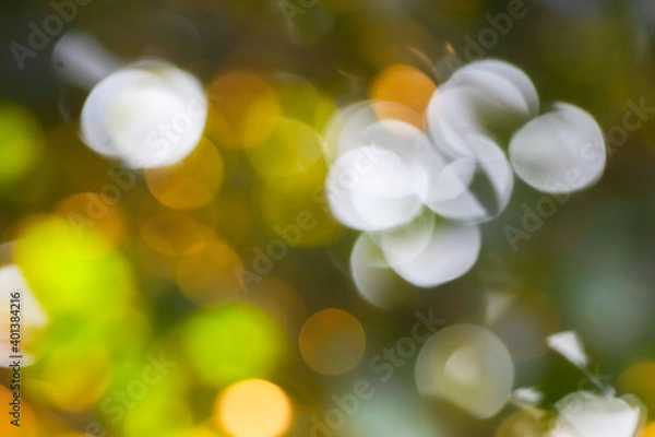 Fototapeta Colorful bokeh from the sunlight shining through the leaves.