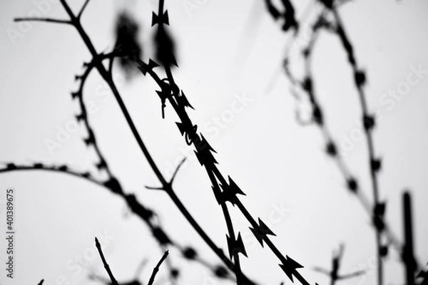 Obraz Contrasting black and white barbed wire