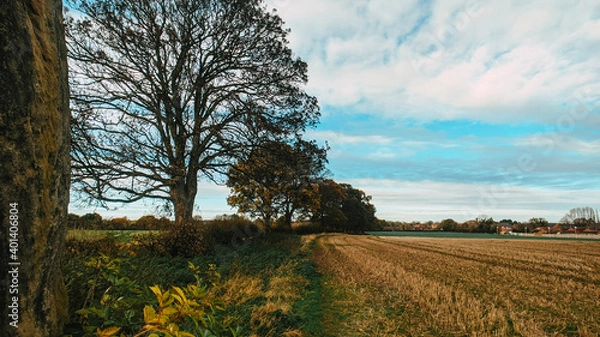 Obraz landscape with trees