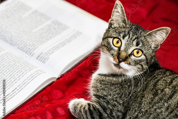 Fototapeta cat with a book