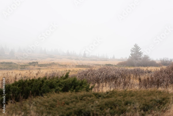 Fototapeta Misty landscape wtih scarce trees and autumn yellow dry grass mountain top valley Vitosha, Sofia, Bulgaria