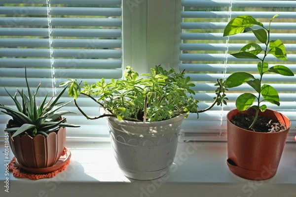 Obraz potted plants on the window