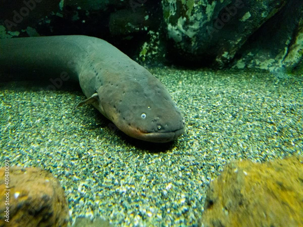 Obraz A large electric eel at rest