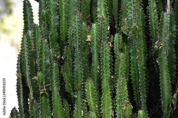 Obraz cactus close up
