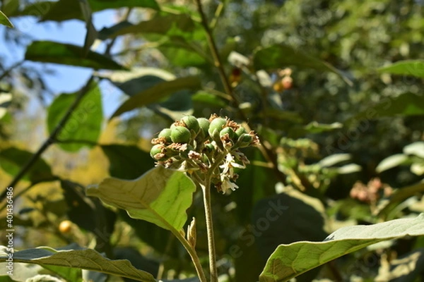 Fototapeta blossoming tree in bloom