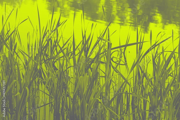 Fototapeta Grass close-up in trendy 2021 new colors. Illuminating Yellow and Ultimate Gray. Color of the Year 2021. Background for poster, postcard, banner