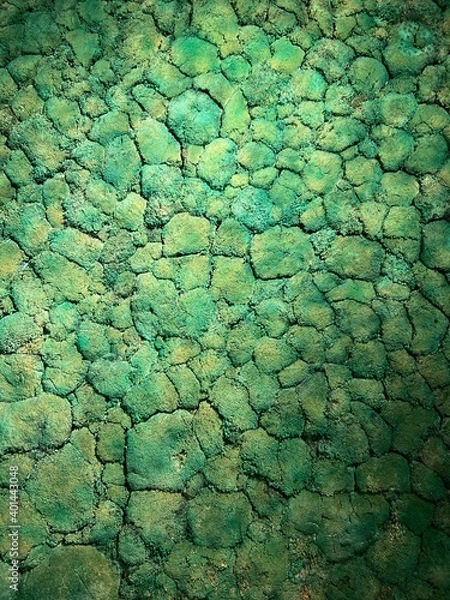 Obraz 
Green texture from growing moss. Nature, background.