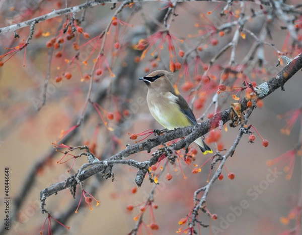 Fototapeta Cedar Waxwing Feeding on Red Berries in Fall