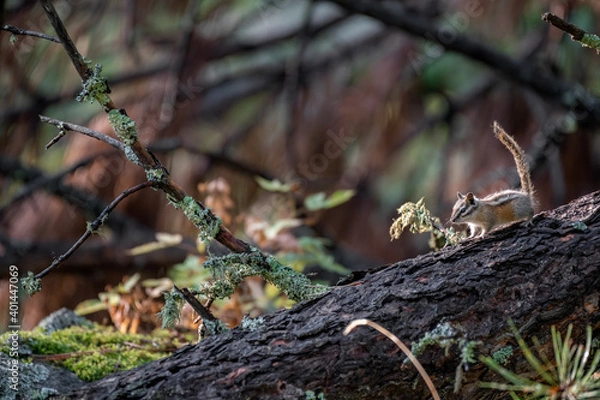 Obraz Chipmunk on a log