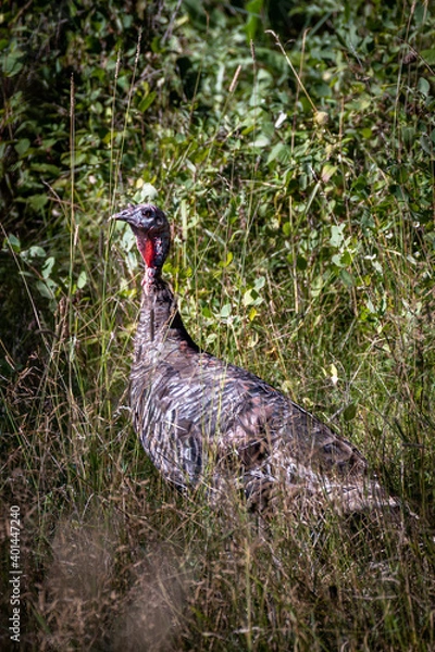 Fototapeta Wild Turkey