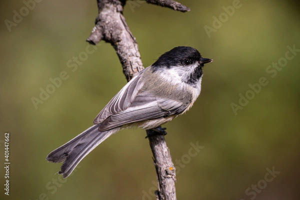 Fototapeta Chickadee