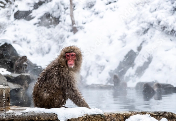 Fototapeta monkey in snow