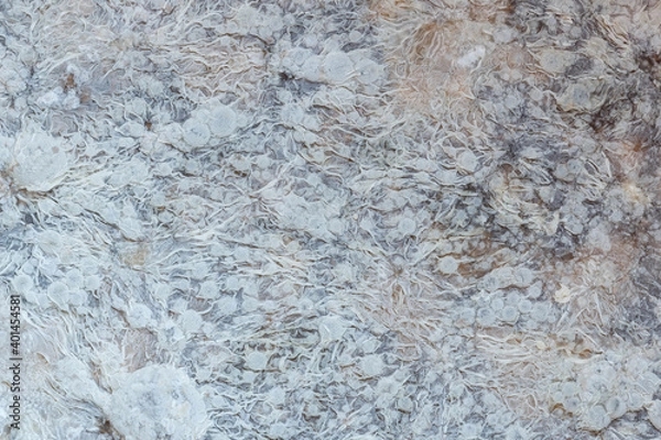 Fototapeta Close up,Growth of Bacteria and microorganisms from termite nest