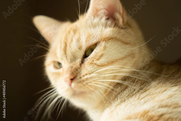 Fototapeta 猫の横顔