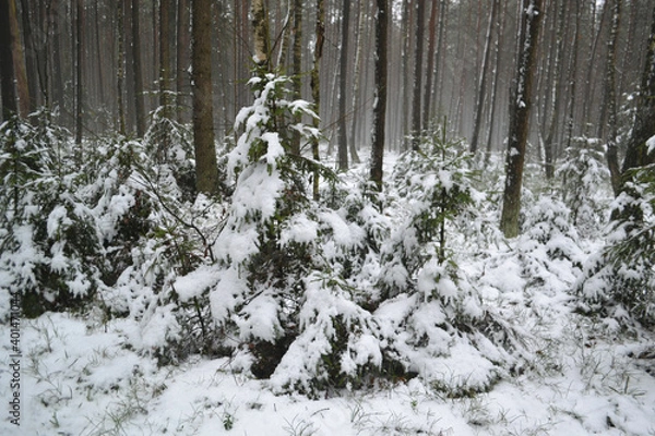 Obraz Small Christmas Trees Under the Snow Outfit.