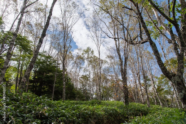 Obraz 気持ちいい森の中