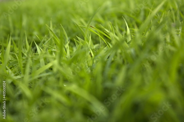 Fototapeta spring season abstract natural background of green rice farm close up with water drop . grass with water drops . 