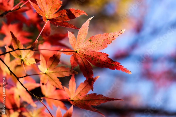 Fototapeta 紅葉 もみじ オレンジ 和風 落ち着いた 美しい