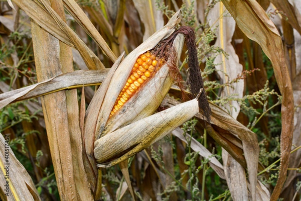 Fototapeta A dried up cob in a field in autumn