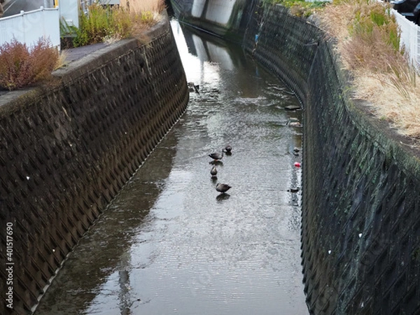 Obraz 水路の中を鴨が4羽歩いている