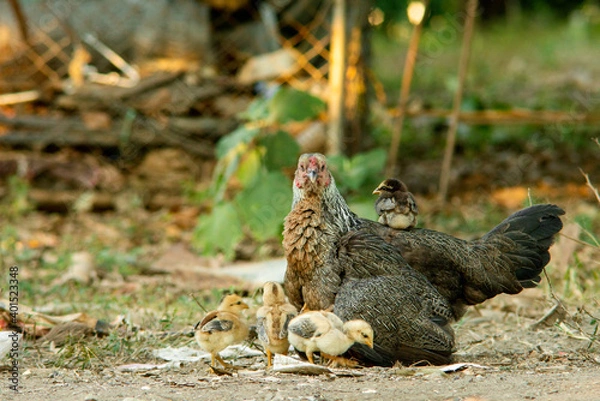 Obraz Chicks riding on the hens