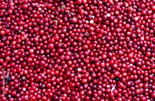 Obraz Frische Cranberry