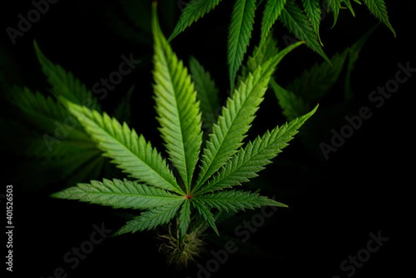 Obraz cannabis leaf on black background
