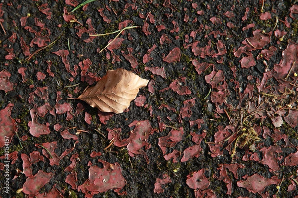 Obraz Blatt auf rotem Boden