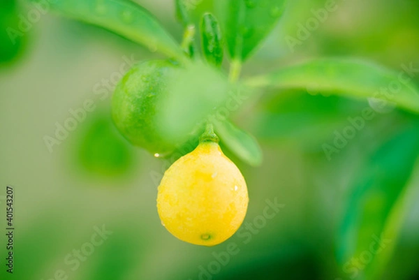 Obraz Lime on a Branch