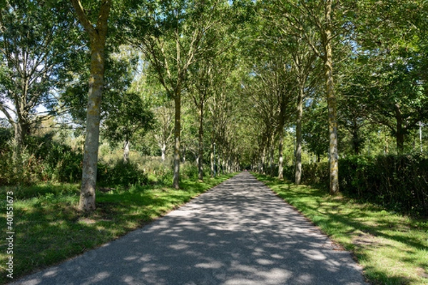 Fototapeta Tree avenue with path