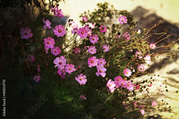 Obraz pink flowers, cosmos flower 