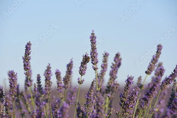 Obraz flor de lavanda con una abeja
