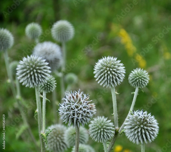 Obraz Echinops sphaerocephalus blooms in nature