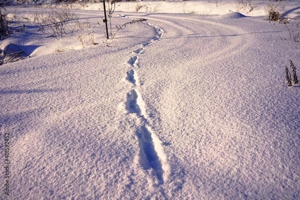 Obraz 雪上の足跡