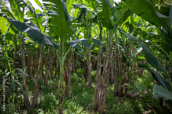 Fototapeta a banana tree field