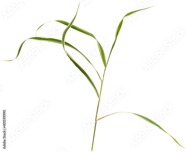 Fototapeta copula of grass isolated on white. Branch of grass