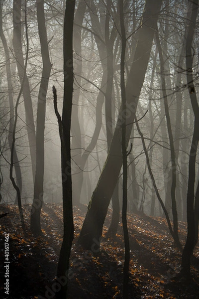 Fototapeta Misty forest in the morning. Sun coming through the fog. Magic atmosphere.