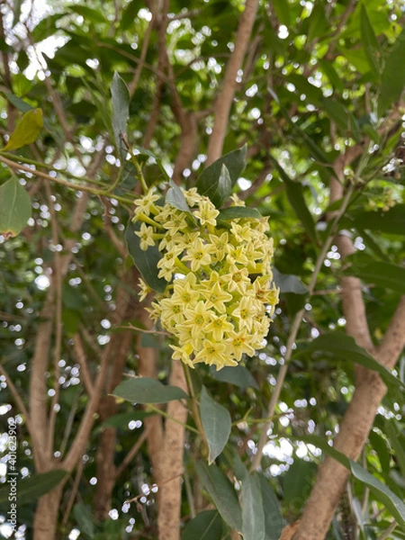Obraz tree with yellow flowers