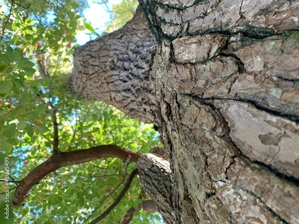 Obraz tree trunk with leaves