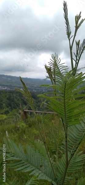 Obraz grass and blue sky