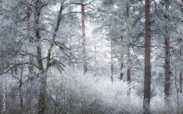 Fototapeta Winterlicher Wald im Schnee