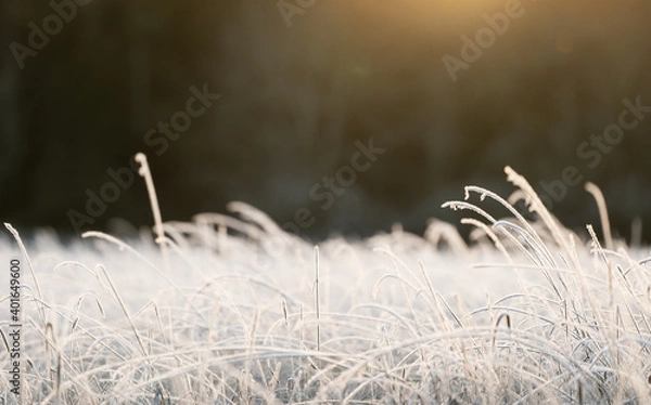 Fototapeta Frosty field during first cold days in middle Sweden.