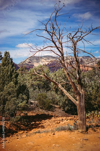 Obraz tree in the desert