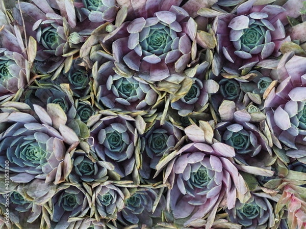 Obraz Ein haufen Sukkulenten