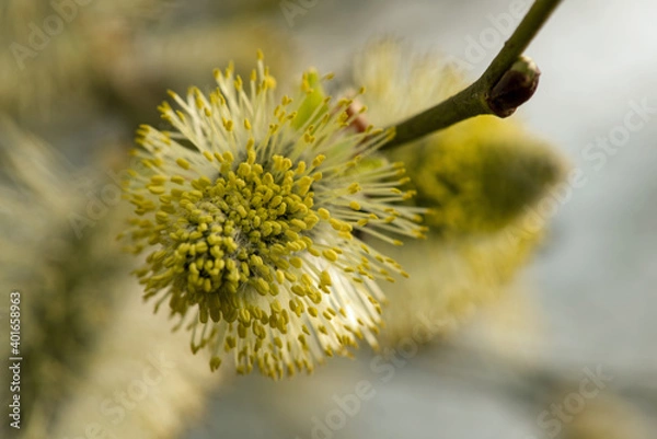 Fototapeta Willow catkin