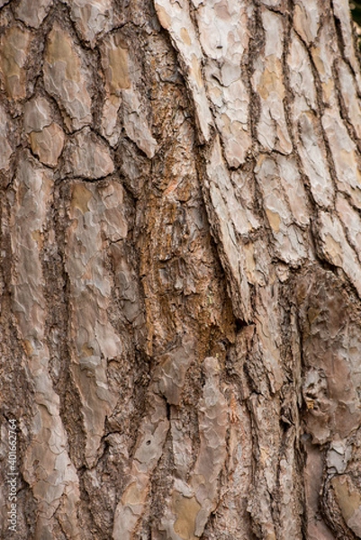 Obraz Silver Pine Bark