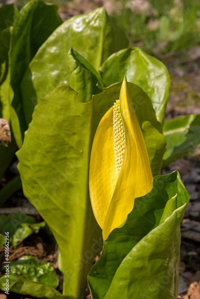 Obraz Skunk Cabbage